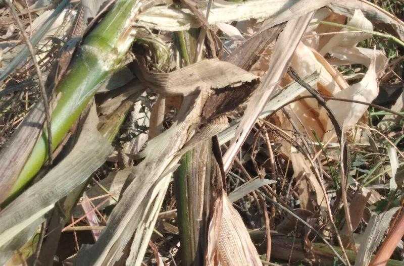 1万块钱在农村养殖什么赚钱（农村养殖什么挣钱多）