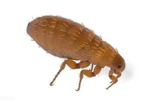 杀死床上的跳蚤的小妙招(灭跳蚤用什么土方法最管用)