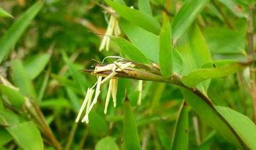 竹子开花赶紧搬家是什么意思(家里面的竹子开花暗示什)