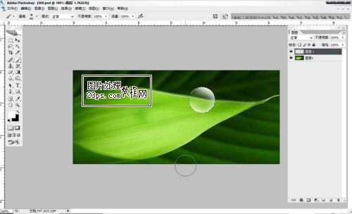 Photoshop将制作出漂亮绿叶上的水珠