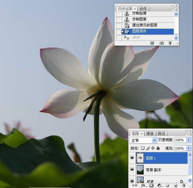 photoshop合成制作蓝天下清爽的荷花美图