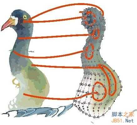 CDR临摹花鸟国画教程