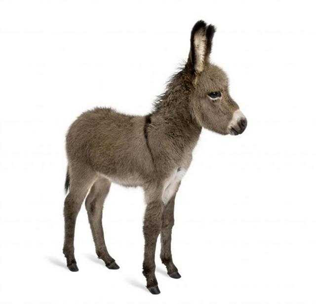 PS教程:制作有趣的放大镜扫视小毛驴图片动画效果教程