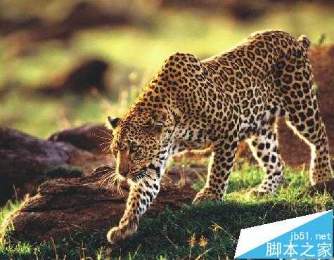 cdr X7怎么合成图片? cdr将两张照片合成立体打印机广告的教程