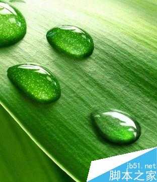 利用Photoshop制作逼真的绿叶上小水珠